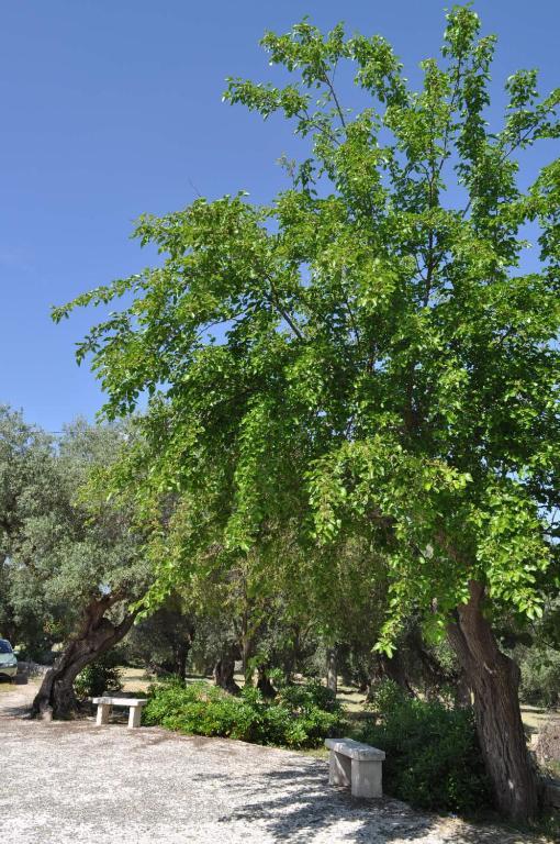 بوتينيانو Masseria Costanza المظهر الخارجي الصورة