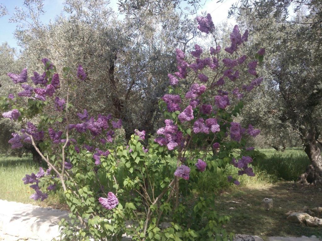 بوتينيانو Masseria Costanza المظهر الخارجي الصورة